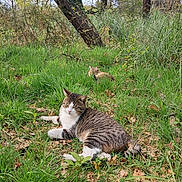 Many a rejoint le concours — aidez-le/la à gagner de superbes lots ! cat, grass, tree, nature, outdoor, sunlight, animal, feline, greenery, meadow, relaxed, wildlife, mammal, leaf, forest, daylight, resting, brown, white, striped