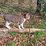 Many participe au concours pour gagner de l'argent avec cette photo : cat, tabby_cat, outdoor, forest, tree_trunk, grass, leaves, log, sunlight, nature, animal, walking, whiskers, mammal, pet, daylight, flora, branch, wildlife, curious