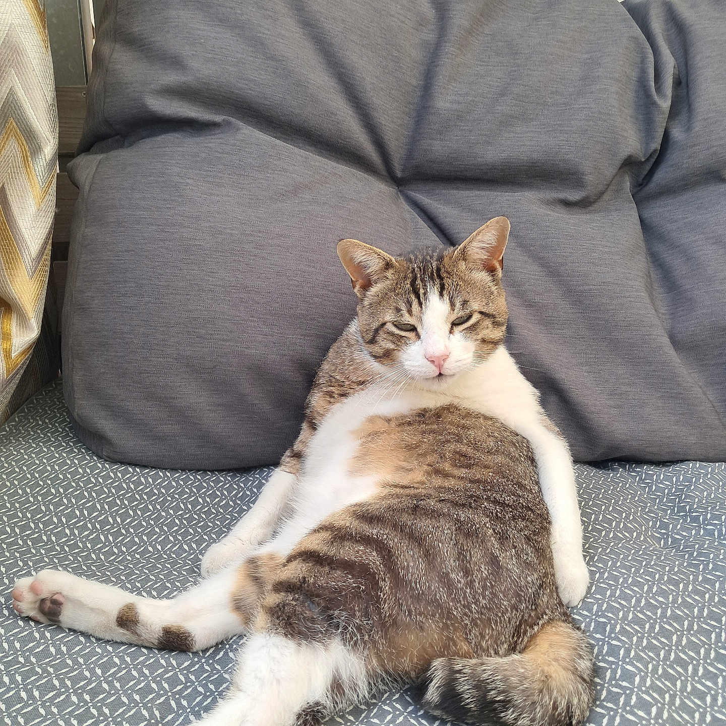 Many participe au concours pour gagner de l'argent avec cette photo : cat, animal, pet, feline, relaxed, indoor, bed, pillow, resting, sleepy, fur, white, tabby, cute, domestic, cozy, pattern, texture, paw, tail