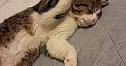 Many participe au concours pour gagner de l'argent avec cette photo : cat, tabby, pet, sleeping, paw, blanket, quilted, cozy, indoor, resting, feline, cute, fur, whiskers, relaxed, animal, household, domestic, comfort, bed