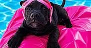 Sky participe au concours pour gagner de l'argent avec cette photo : adorable, animal, black_dog, bright_colors, cute, dog, fun, goggles, outdoor, pet, pink_float, playful, pool, puppy, relaxing, summer, swimming_pool, vacation, water, young_dog
