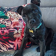 Sky a rejoint le concours — aidez-le/la à gagner de superbes lots ! animal, black_dog, blanket, collar, companion, couch, cozy, cute, dog, head_tilt, home, indoor, leopard_print, music_sticker, pet, phone_screenshot, pillow, puppy, relaxing, social_media