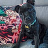 animal, black_dog, blanket, collar, companion, couch, cozy, cute, dog, head_tilt, home, indoor, leopard_print, music_sticker, pet, phone_screenshot, pillow, puppy, relaxing, social_media