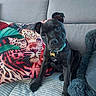 Sky a rejoint le concours — aidez-le/la à gagner de superbes lots ! animal, black_dog, blanket, collar, couch, cozy, curious, cute, dog, fur, home, indoor, leopard_print, pet, pillow, puppy, relax, sitting, soft, tag
