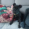 Sky participe au concours pour gagner de l'argent avec cette photo : animal, black_dog, blanket, collar, companion, couch, cozy, cute, dog, domestic_animal, furniture, home, indoor, leopard_print, pet, pillow, puppy, relaxing, sitting, soft_texture