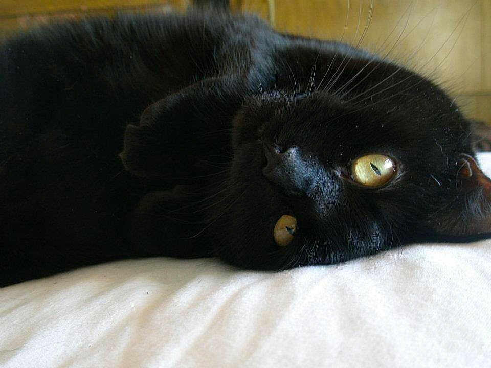 Shadow is registered to the contest to win money with this photo: