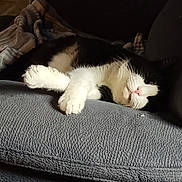 Oreo joined the competition — help win amazing prizes! cat, black_and_white, sleeping, couch, blanket, indoor, pet, feline, resting, cozy, fur, whiskers, paw, relaxation, home, comfort, animal, domestic, cute, nap