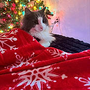 Eevee is registered to the contest to win money with this photo: black, blanket, cat, christmas_lights, christmas_tree, comfort, cozy, decorations, festive, fur, green, holiday, indoor, pet, red, relaxed, snowflake_pattern, soft, wall, white