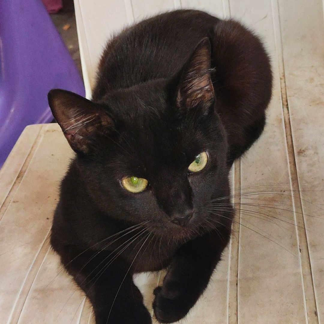 Mickey participe au concours pour gagner de l'argent avec cette photo : abyssinian, animal, architecture, blackcat, building, cat, chair, door, drawer, furniture, house, housing, kitten, manx, pet, plant, plywood, porch, pottedplant, wood