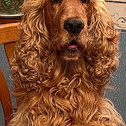 Oscar a rejoint le concours — aidez-le/la à gagner de superbes lots ! animal, brown, chair, cocker_spaniel, curly_fur, cute, dog, domestic_animal, ears, face, fur, golden, indoor, looking, mammal, nose, pet, portrait, tongue, whiskers