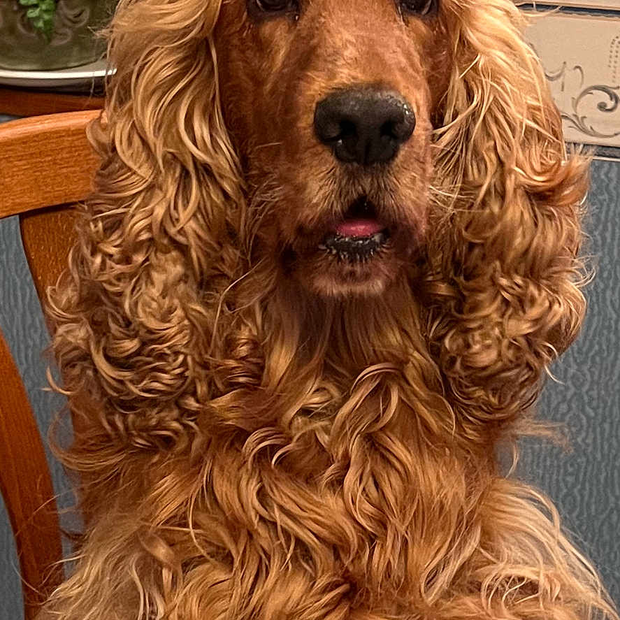 Oscar