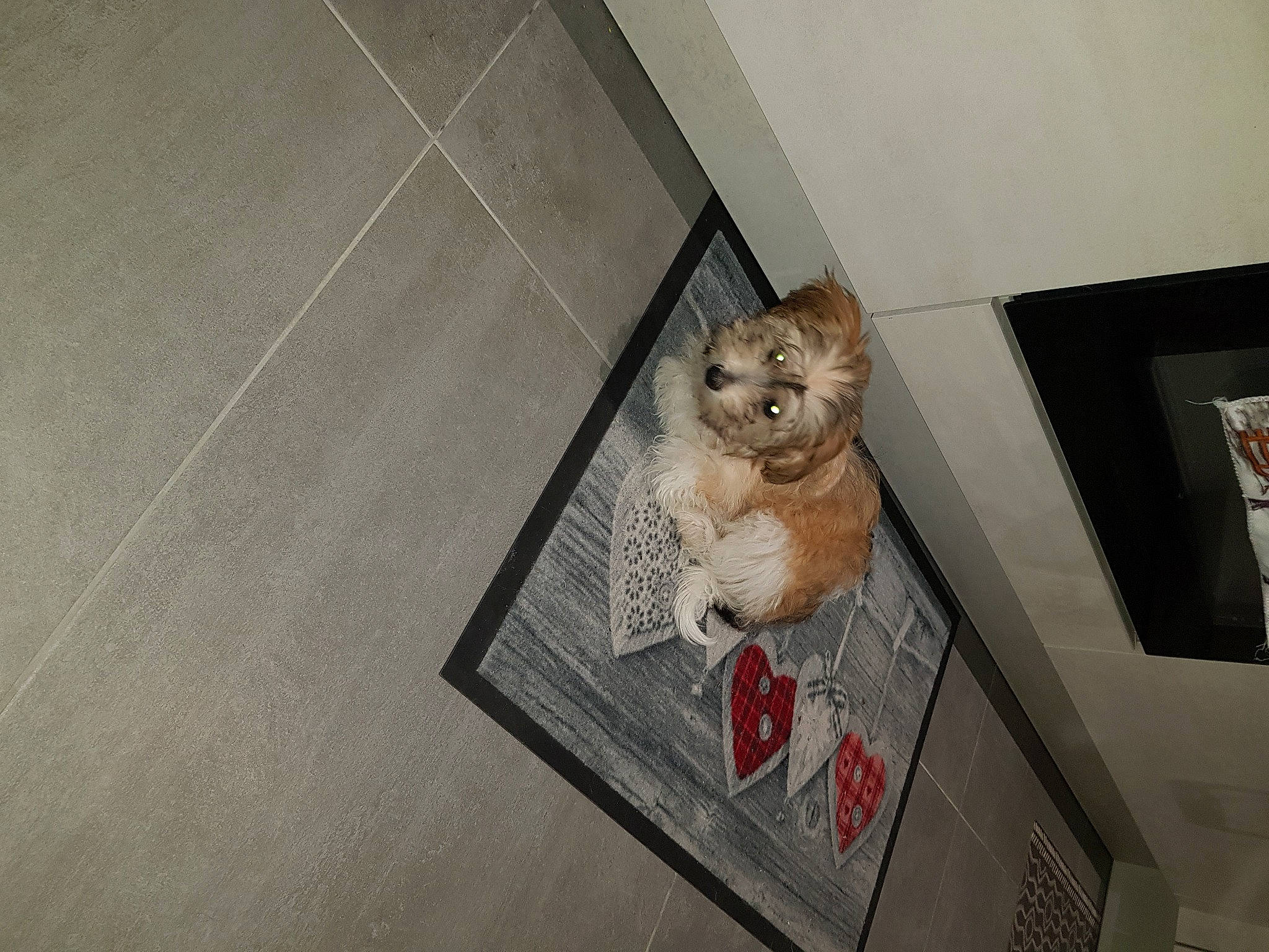 Riley participe au concours pour gagner de l'argent avec cette photo : carnivore, cat, ceiling, companion_dog, domestic_short_haired_cat, fawn, felidae, floor, flooring, fur, hardwood, paw, picture_frame, room, small_to_medium_sized_cats, snout, tail, teddy_bear, whiskers, wood