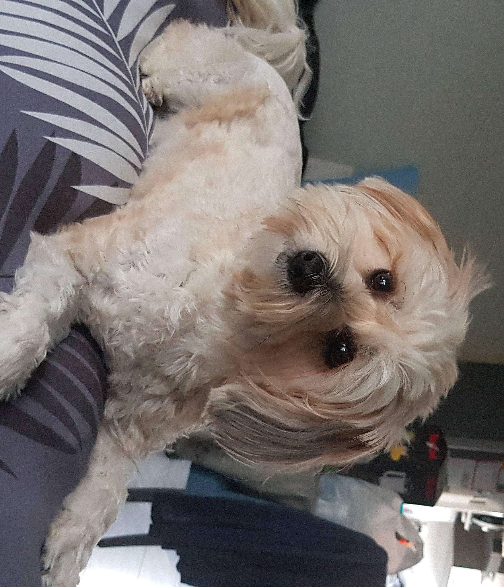 Riley participe au concours pour gagner de l'argent avec cette photo : carnivore, cockapoo, collar, companion_dog, dog, dog_breed, dog_clothes, dog_supply, fur, maltepoo, pet_supply, poodle_crossbreed, puppy_love, shih_poo, small_terrier, snout, terrier, toy_dog, working_animal, yorkipoo