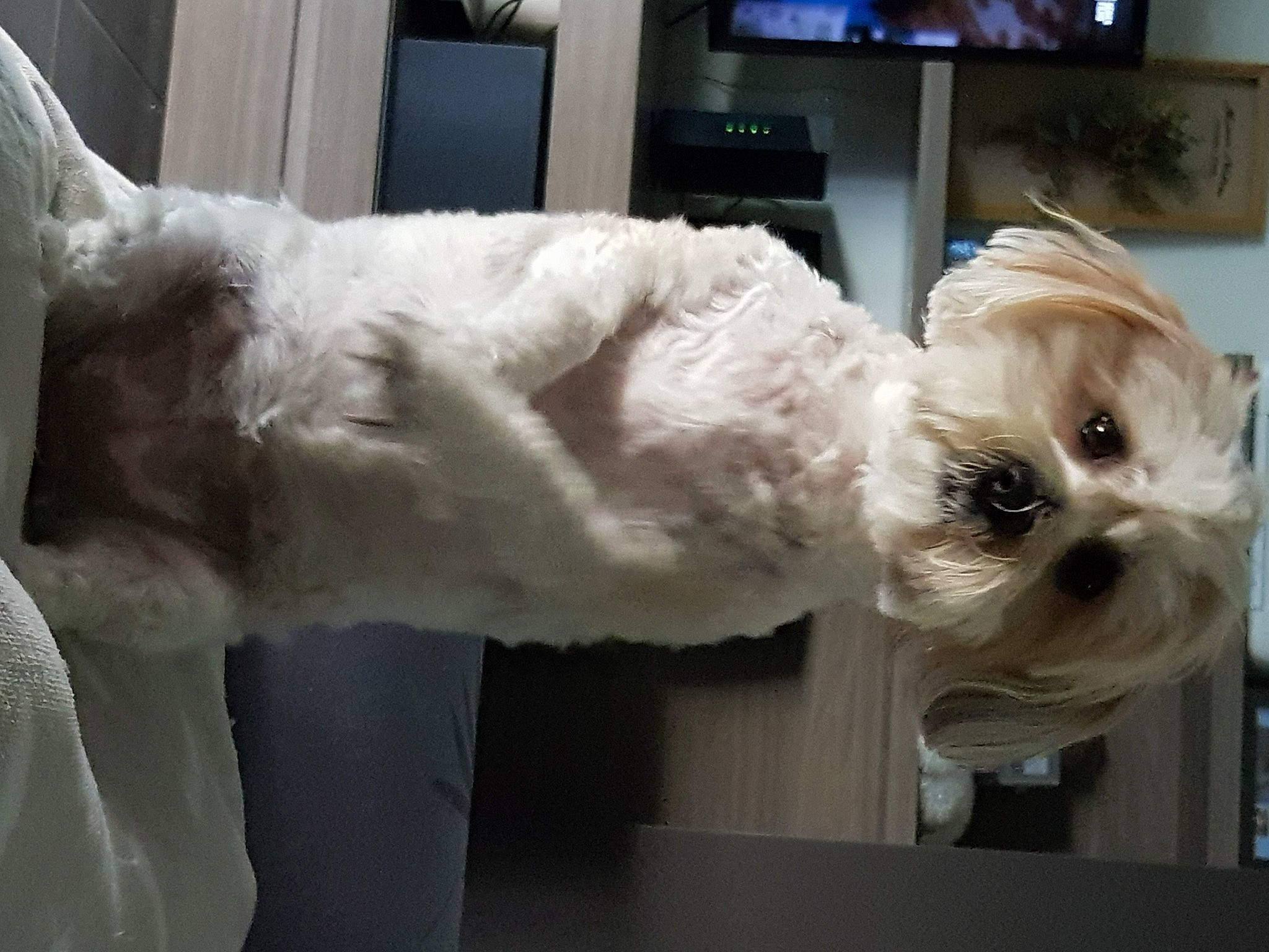 Riley a rejoint le concours — aidez-le/la à gagner de superbes lots ! carnivore, companion_dog, dog, dog_breed, dog_clothes, dog_collar, dog_supply, eyewear, fur, mammal, small_terrier, snout, tail, television, terrier, toy_dog, vertebrate, whiskers, window, working_animal