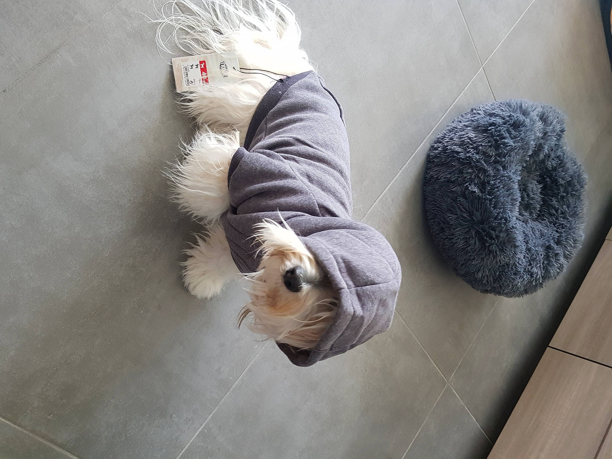 Riley a rejoint le concours — aidez-le/la à gagner de superbes lots ! art, canidae, comfort, companion_dog, felidae, floor, flooring, foot, fur, grey, hardwood, human_leg, room, sitting, snout, sporting_group, stuffed_toy, tail, toy, wood