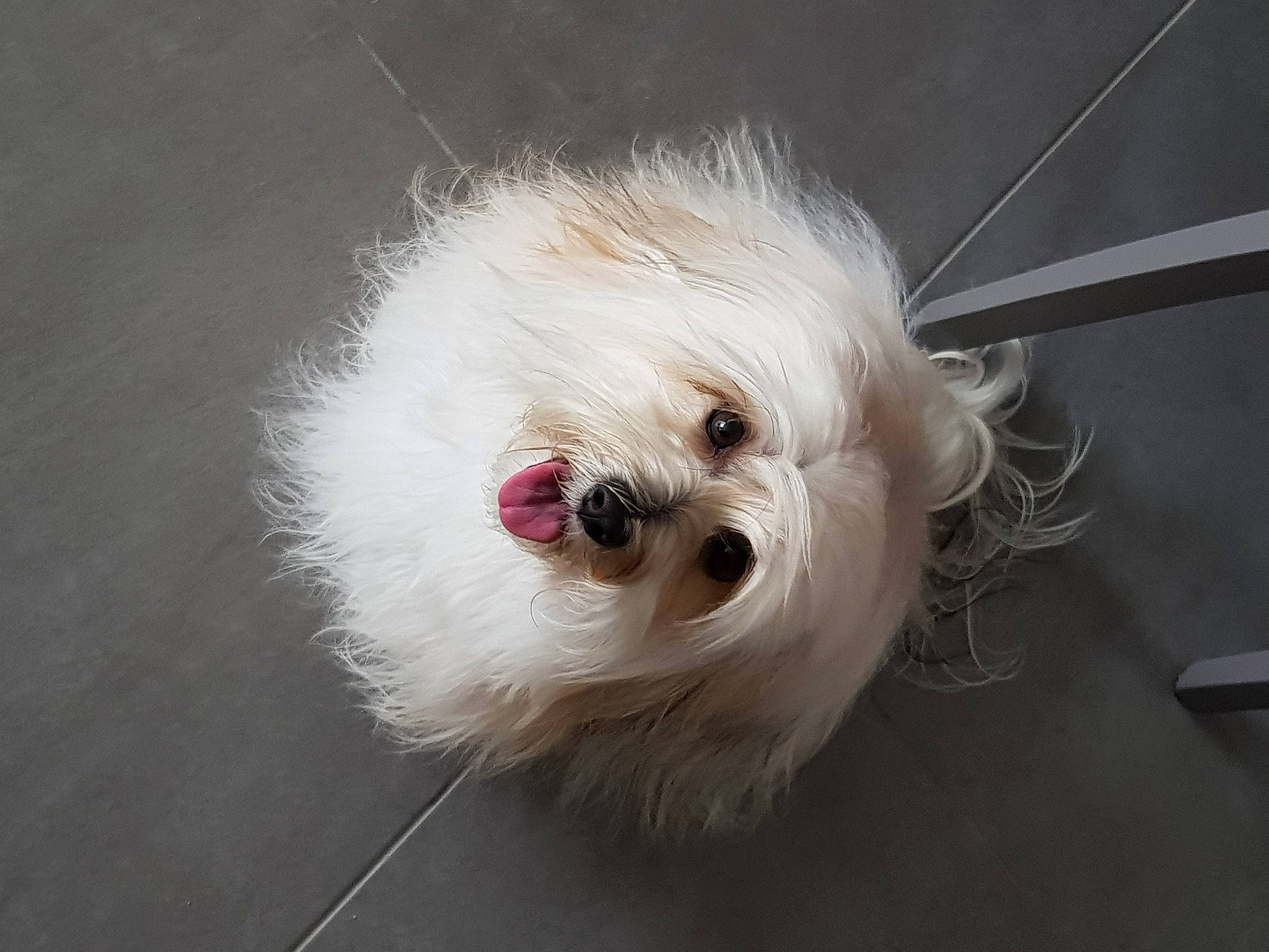 Riley participe au concours pour gagner de l'argent avec cette photo : biewer_terrier, canidae, carnivore, companion_dog, dog, dog_breed, dog_supply, fashion_accessory, fawn, fur, mal_shi, shih_poo, shih_tzu, small_terrier, snout, sporting_group, terrier, toy_dog, whiskers, working_animal