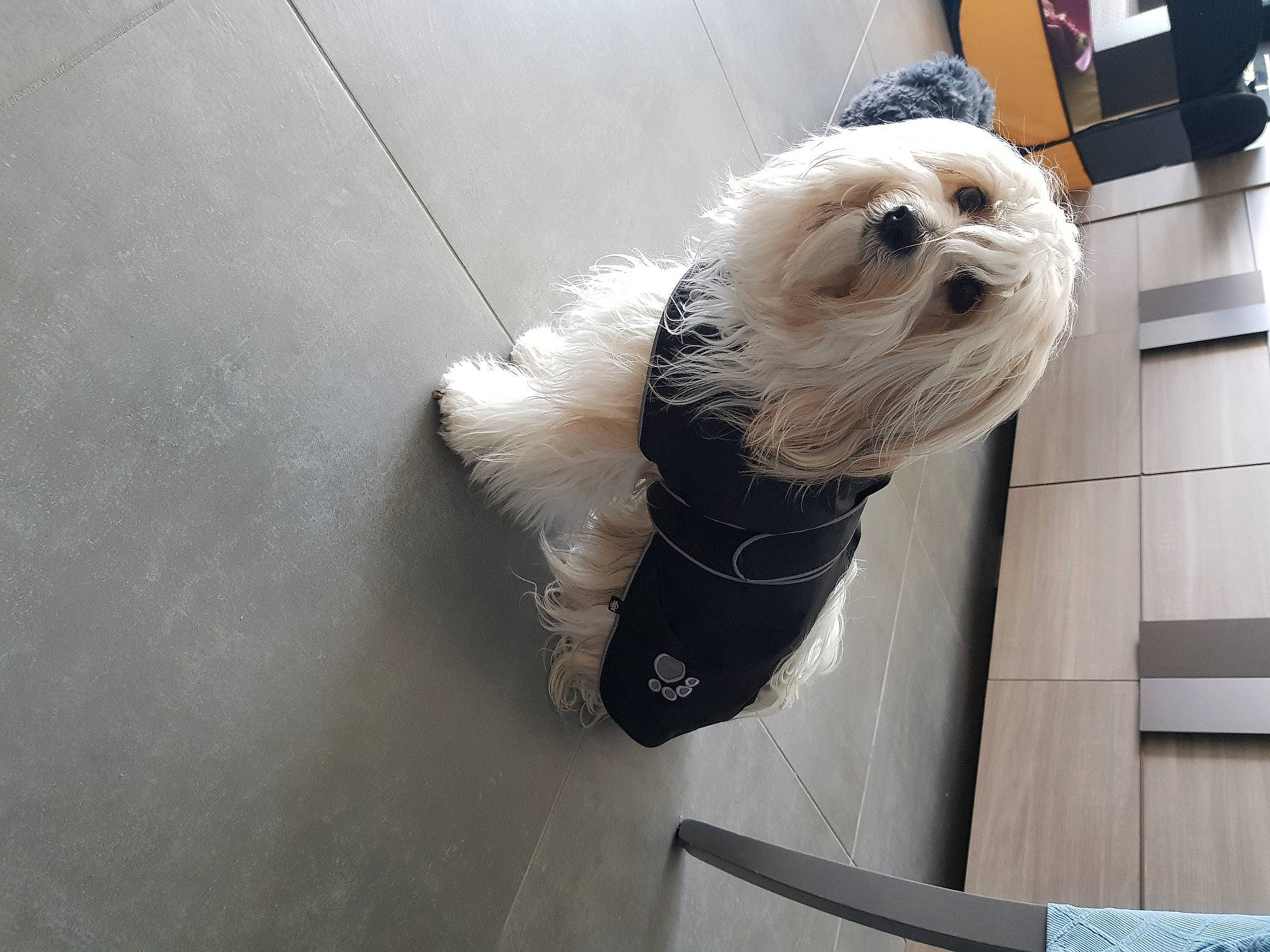 Riley a rejoint le concours — aidez-le/la à gagner de superbes lots ! bichon, canidae, carnivore, collar, companion_dog, dog, dog_breed, dog_clothes, dog_supply, felidae, flooring, fur, small_terrier, snout, sporting_group, tail, terrier, toy_dog, whiskers, working_animal