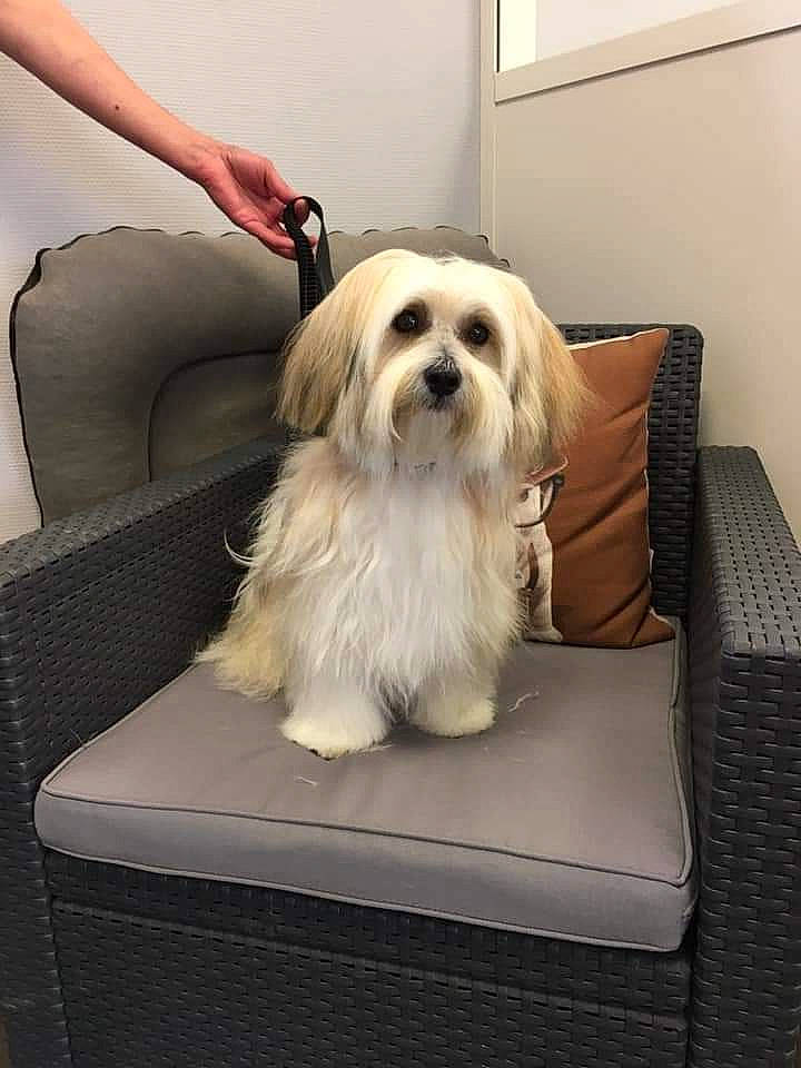 Riley participe au concours pour gagner de l'argent avec cette photo : canidae, carnivore, chair, comfort, companion_dog, couch, dog, dog_breed, dog_supply, flooring, fur, puppy_love, rectangle, sitting, small_terrier, sporting_group, tire, toy_dog, window, working_animal