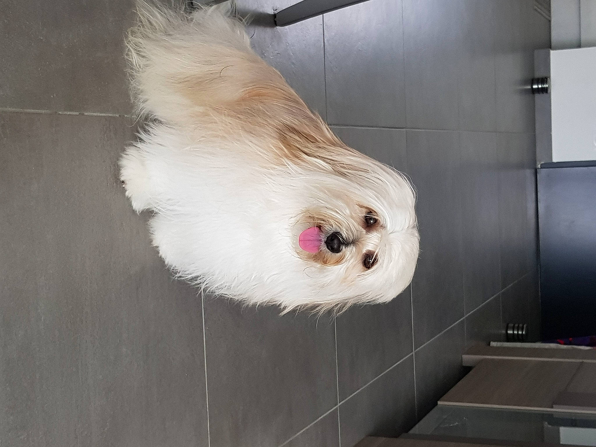 Riley participe au concours pour gagner de l'argent avec cette photo : ball, canidae, carnivore, companion_dog, dog, dog_breed, fawn, feather, flooring, fur, hardwood, non_sporting_group, pet_supply, poultry, sporting_group, tail, whiskers, wood