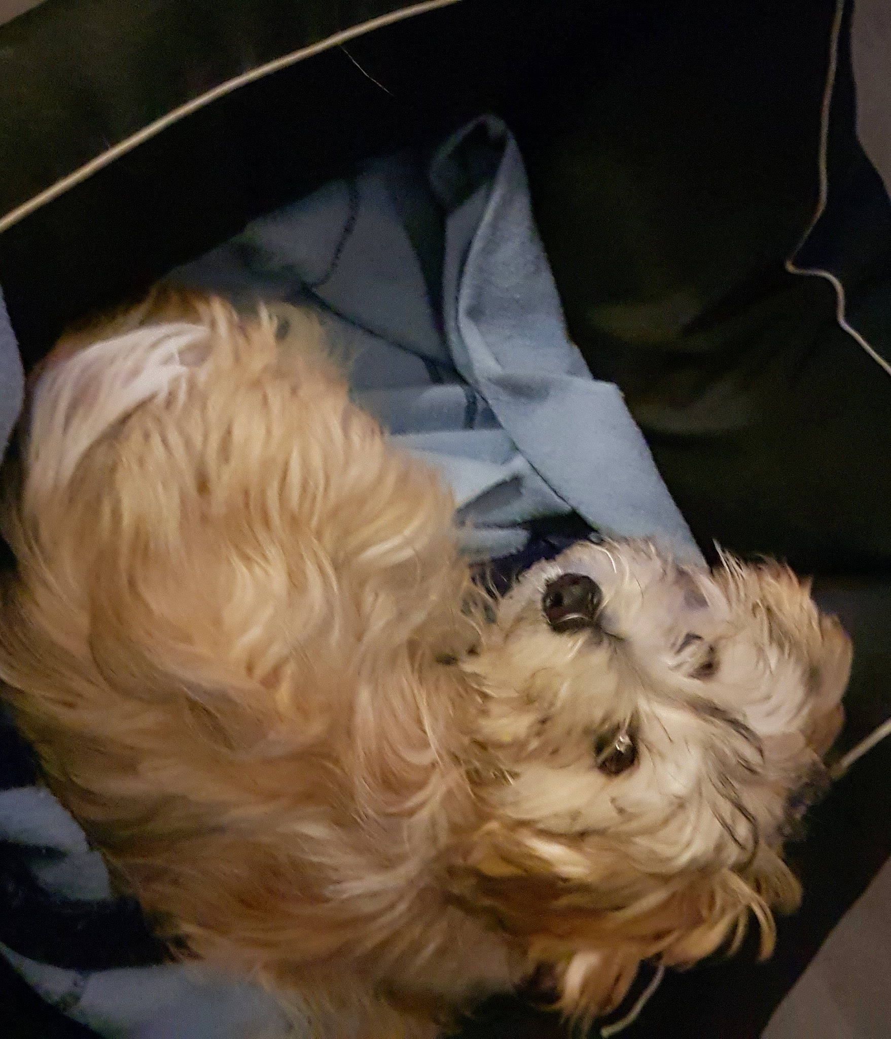 Riley participe au concours pour gagner de l'argent avec cette photo : canidae, carnivore, comfort, companion_dog, dog, dog_breed, dog_supply, fur, labradoodle, liver, maltepoo, poodle_crossbreed, small_terrier, snout, sporting_group, terrier, toy_dog, water_dog, working_animal, yorkipoo