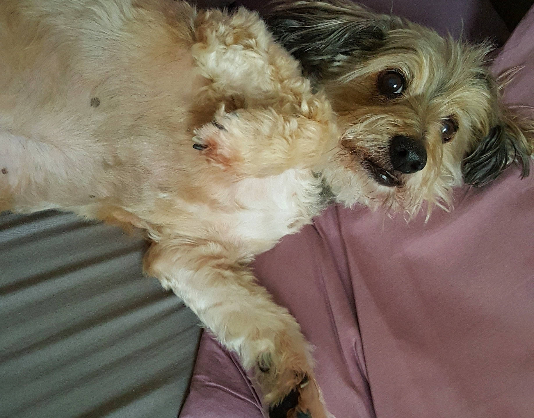 Attila participe au concours pour gagner de l'argent avec cette photo : biewer_terrier, canidae, carnivore, companion_dog, dog, dog_breed, dog_supply, fawn, fur, maltepoo, poodle_crossbreed, puppy_love, small_terrier, snout, sporting_group, terrier, toy_dog, water_dog, working_animal, yorkipoo