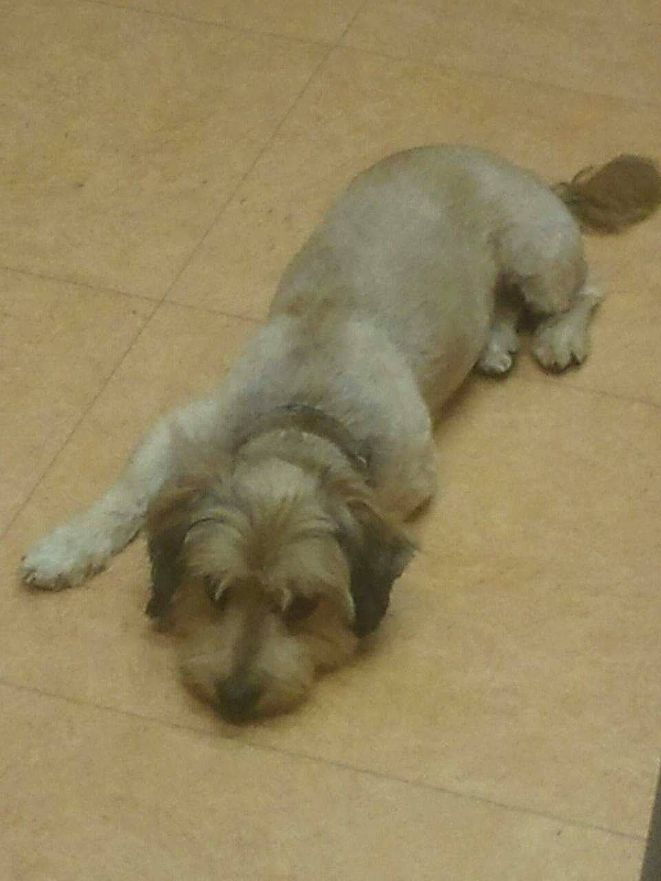 Attila a rejoint le concours — aidez-le/la à gagner de superbes lots ! canidae, carnivore, comfort, companion_dog, dog, dog_breed, fawn, floor, flooring, fur, hardwood, non_sporting_group, paw, snout, sporting_group, tail, terrestrial_animal, toy_dog, working_animal, wrinkle