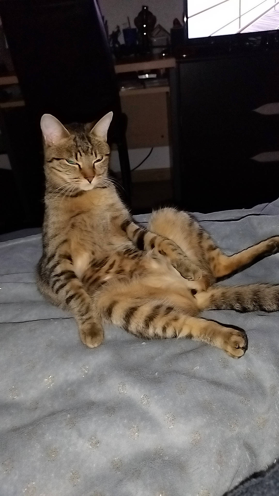 Tryxie participe au concours pour gagner de l'argent avec cette photo : carnivore, cat, claw, comfort, computer_keyboard, domestic_short_haired_cat, drawer, fawn, felidae, flooring, foot, fur, paw, sitting, small_to_medium_sized_cats, snout, tail, terrestrial_animal, whiskers, wood