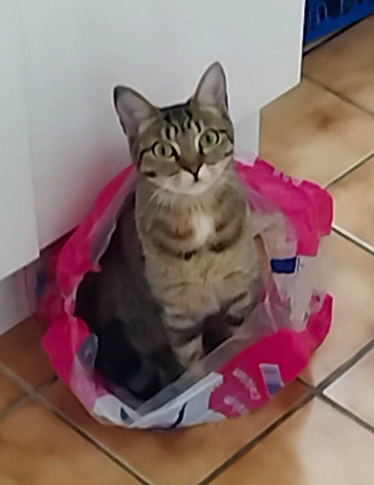 Tryxie participe au concours pour gagner de l'argent avec cette photo : bed, carnivore, cat, comfort, domestic_short_haired_cat, felidae, flooring, fur, hardwood, jaw, magenta, paw, pet_supply, photo_caption, sitting, small_to_medium_sized_cats, snout, tail, tile_flooring, whiskers