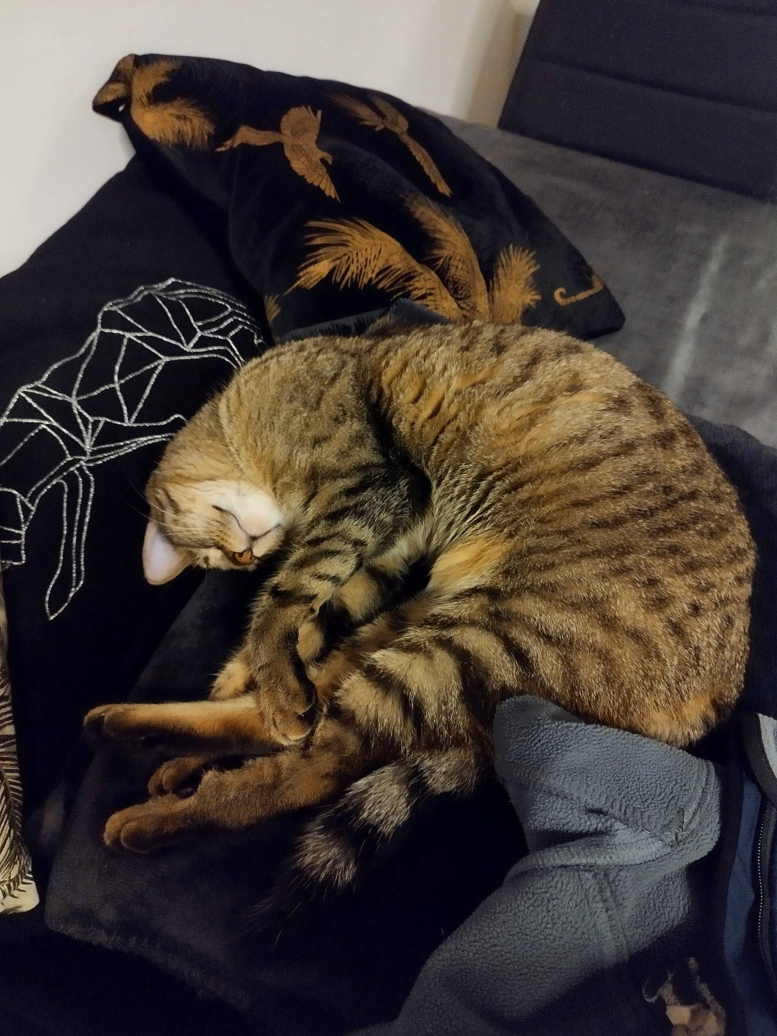 Tryxie a rejoint le concours — aidez-le/la à gagner de superbes lots ! bed, bedding, carnivore, cat, claw, comfort, couch, domestic_short_haired_cat, fawn, felidae, fur, grey, linens, paw, room, small_to_medium_sized_cats, tail, terrestrial_animal, whiskers, wood