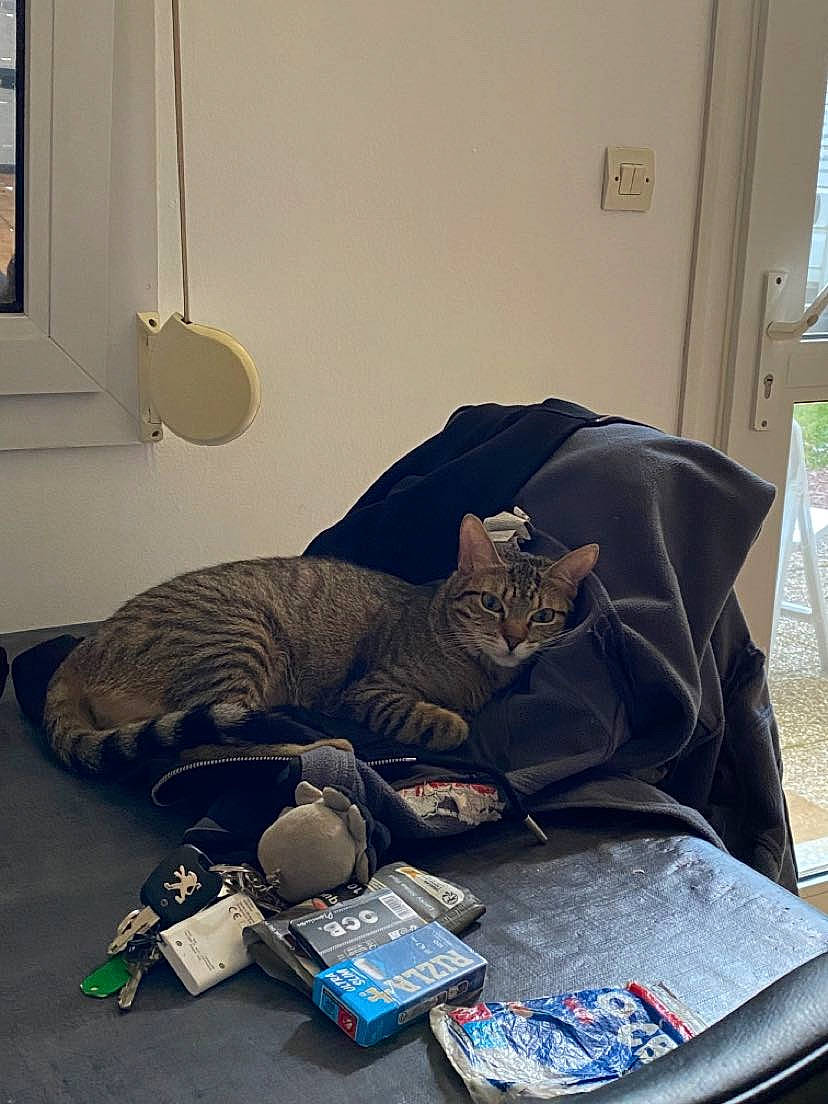 Tryxie a rejoint le concours — aidez-le/la à gagner de superbes lots ! bag, carnivore, cat, comfort, couch, domestic_short_haired_cat, felidae, flooring, grey, hardwood, linens, living_room, luggage_and_bags, room, shade, sitting, small_to_medium_sized_cats, tail, whiskers, wood