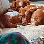 Naya participe au concours pour gagner de l'argent avec cette photo : dog, pets, couch, indoor, resting, brown, white, snuggling, cozy, fur, animal, companion, relaxed, sleepy, domestic, cute, two_dogs, living_room, close_up, comfort