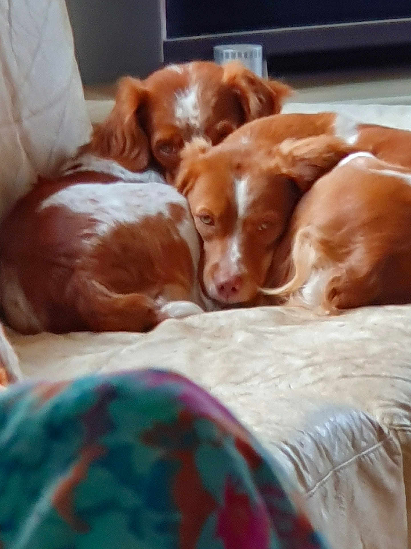 Naya participe au concours pour gagner de l'argent avec cette photo : dog, pets, couch, indoor, resting, brown, white, snuggling, cozy, fur, animal, companion, relaxed, sleepy, domestic, cute, two_dogs, living_room, close_up, comfort
