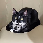 Oréo participe au concours pour gagner de l'argent avec cette photo : abyssinian, animal, architecture, armchair, blackcat, building, cat, chair, couch, cushion, furniture, homedecor, indoors, kitten, livingroom, manx, pet, room