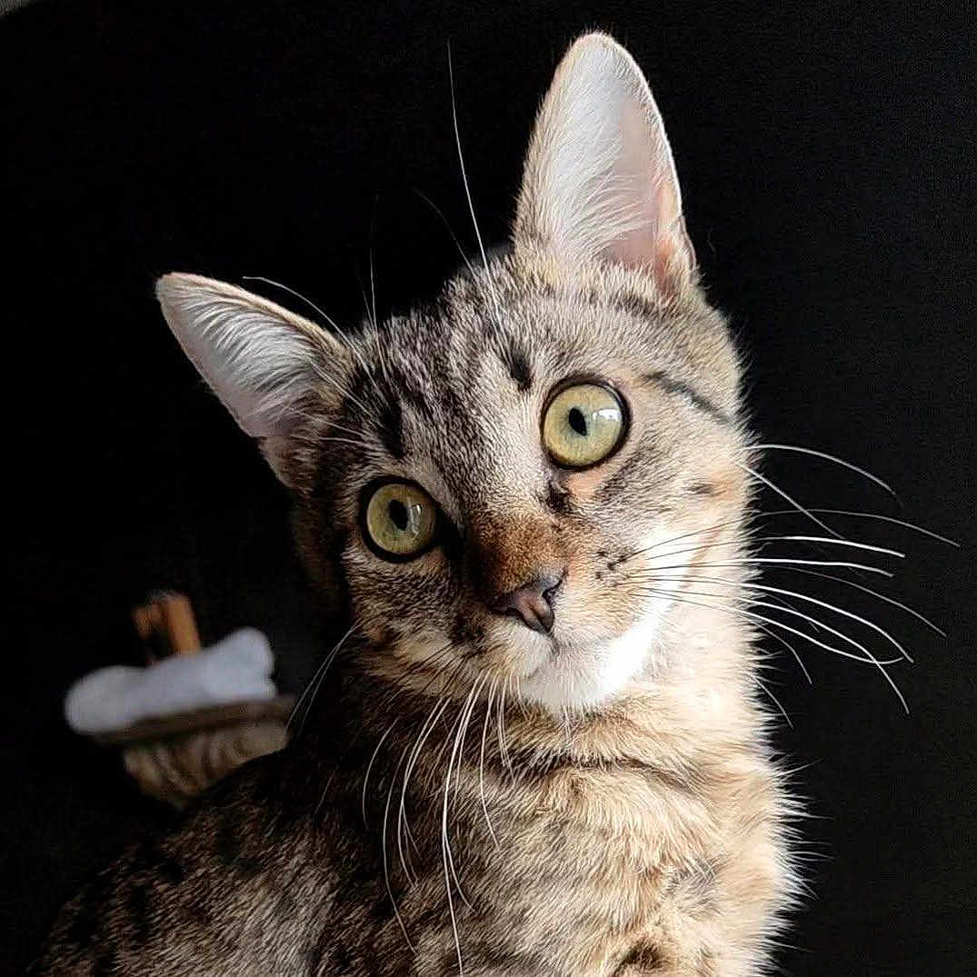 Smoky participe au concours pour gagner de l'argent avec cette photo : abyssinian, angora, animal, cat, egyptiancat, kitten, manx, pet