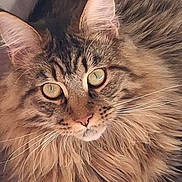 Max a rejoint le concours — aidez-le/la à gagner de superbes lots ! cat, tabby, fluffy, long_hair, close_up, pet, animal, whiskers, ears, face, eyes, feline, portrait, cute, domestic_animal, fur, mustache, muzzle, indoor, looking