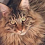 animal, cat, close_up, cute, domestic_animal, ears, eyes, face, feline, fluffy, fur, indoor, long_hair, looking, mustache, muzzle, pet, portrait, tabby, whiskers
