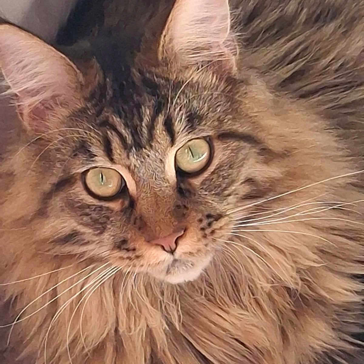 Max a rejoint le concours — aidez-le/la à gagner de superbes lots ! animal, cat, close_up, cute, domestic_animal, ears, eyes, face, feline, fluffy, fur, indoor, long_hair, looking, mustache, muzzle, pet, portrait, tabby, whiskers