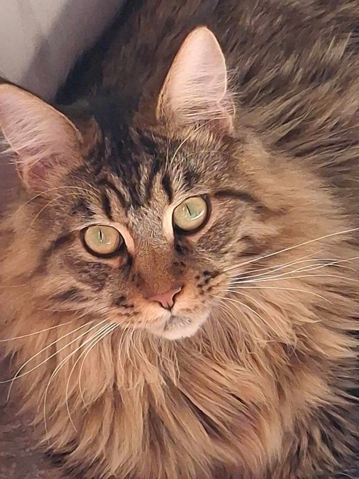 Max a rejoint le concours — aidez-le/la à gagner de superbes lots ! cat, tabby, fluffy, long_hair, close_up, pet, animal, whiskers, ears, face, eyes, feline, portrait, cute, domestic_animal, fur, mustache, muzzle, indoor, looking
