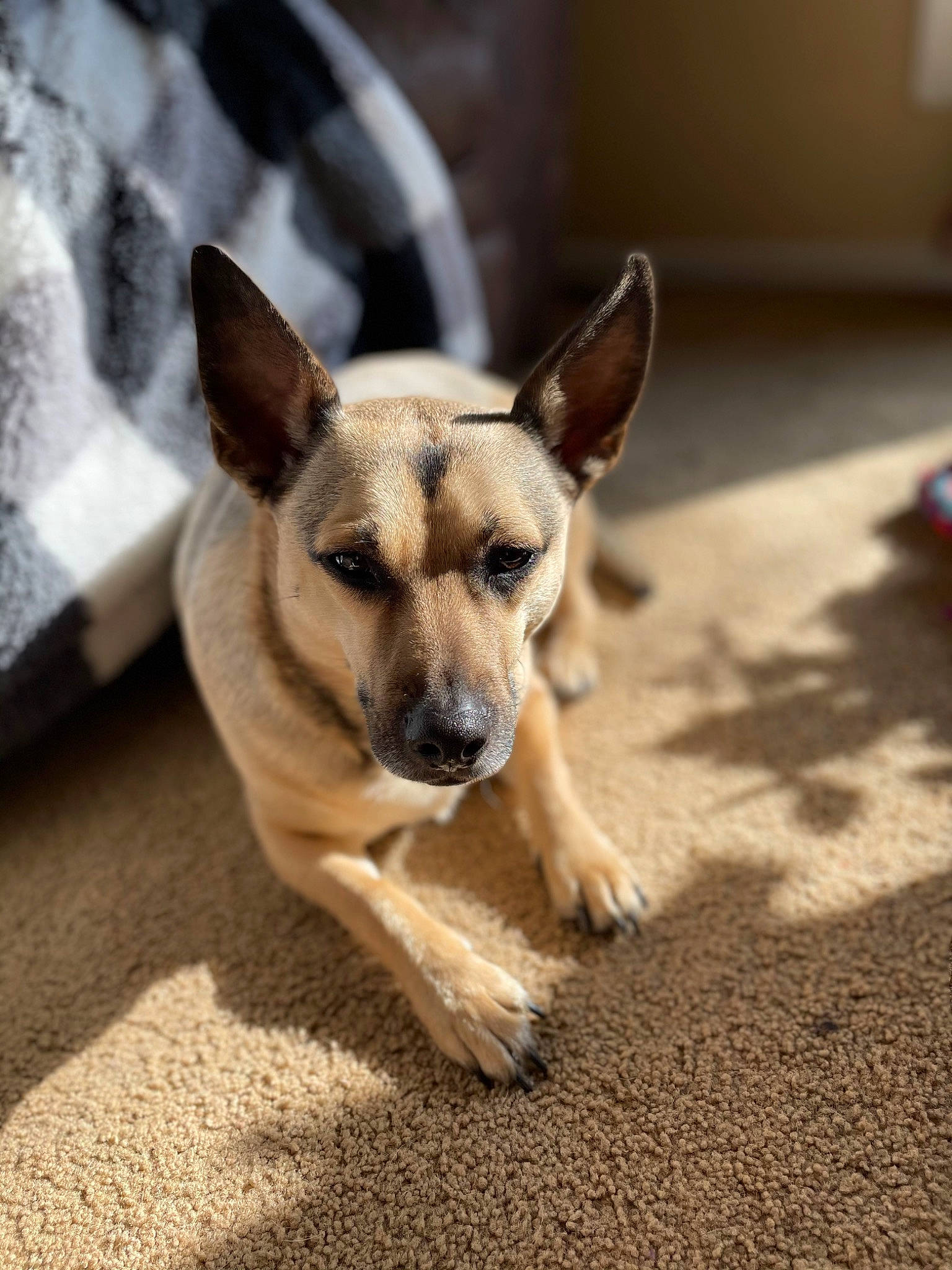 Axle joined the competition — help win amazing prizes! canidae, carnivore, companion_dog, dog, dog_breed, eye, fawn, flooring, fur, paw, puppy, road_surface, sporting_group, street_dog, tail, terrestrial_animal, toy_dog, whiskers, wildlife, working_animal