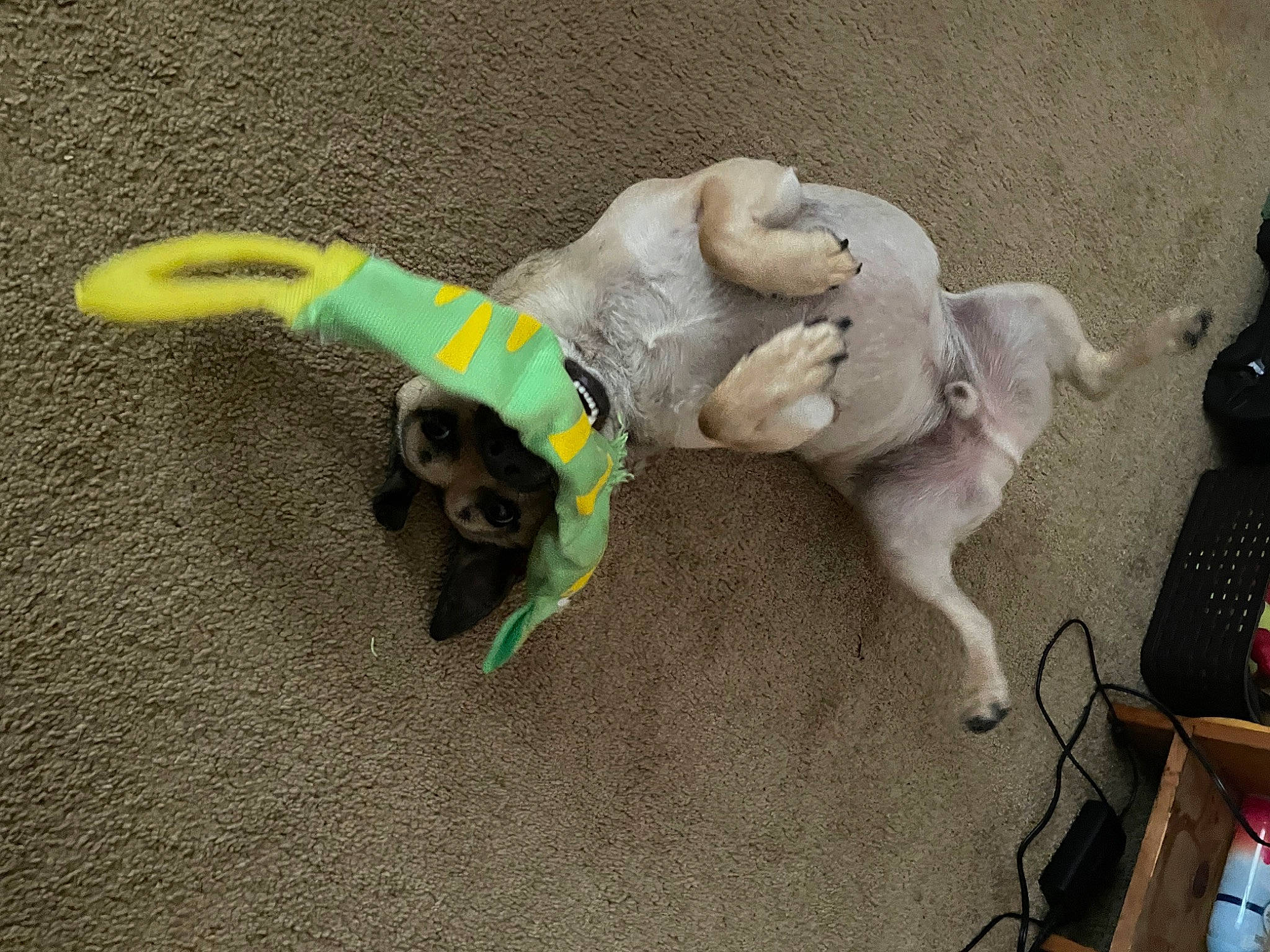 Axle joined the competition — help win amazing prizes! baby_toys, canidae, carnivore, companion_dog, dog_breed, dog_clothes, dog_supply, dog_toy, fawn, flooring, luggage_and_bags, pet_supply, plastic, plush, snout, sporting_group, stuffed_toy, tail, toy, working_animal