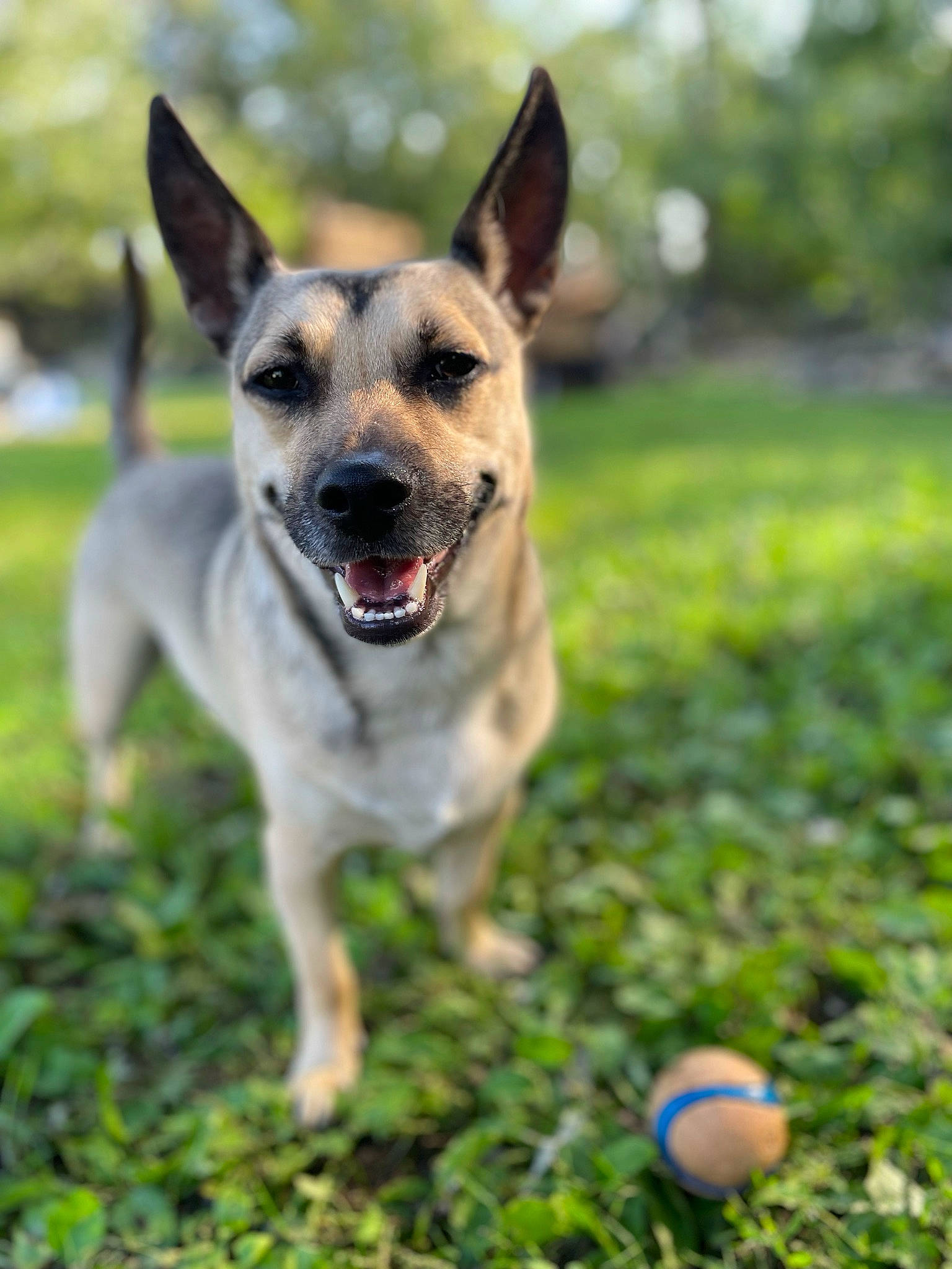 Axle is registered to the contest to win money with this photo: adventure, ball, canidae, carnivore, collar, companion_dog, dog, dog_breed, dog_collar, dog_supply, fawn, grass, happy, plant, recreation, snout, sporting_group, sports_equipment, tail, tree