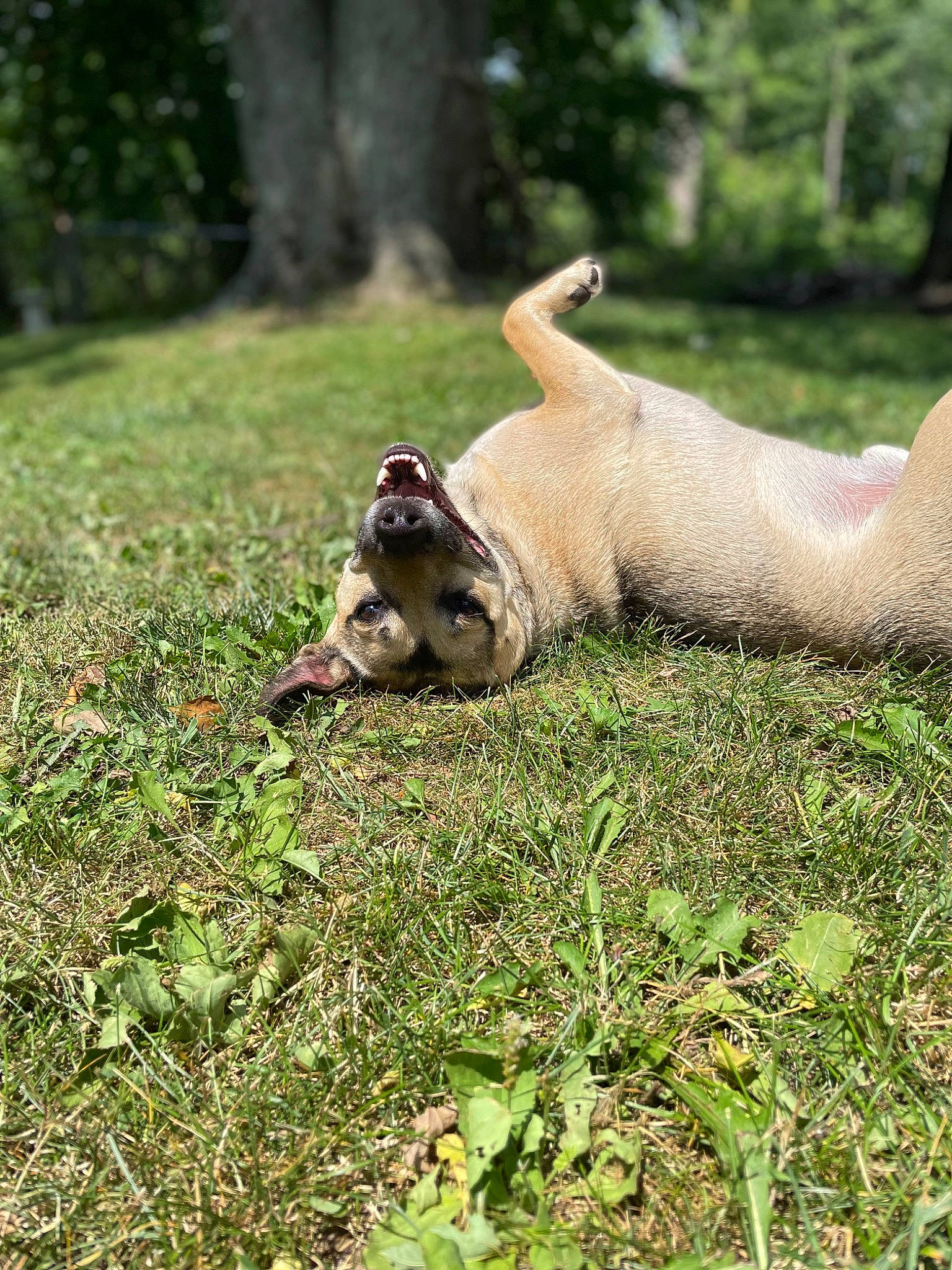 Axle joined the competition — help win amazing prizes! canidae, carnivore, companion_dog, dog_breed, fawn, felidae, grass, grassland, groundcover, mammal, marsupial, pasture, people_in_nature, plant, sporting_group, tail, terrestrial_animal, tree, vertebrate, wildlife