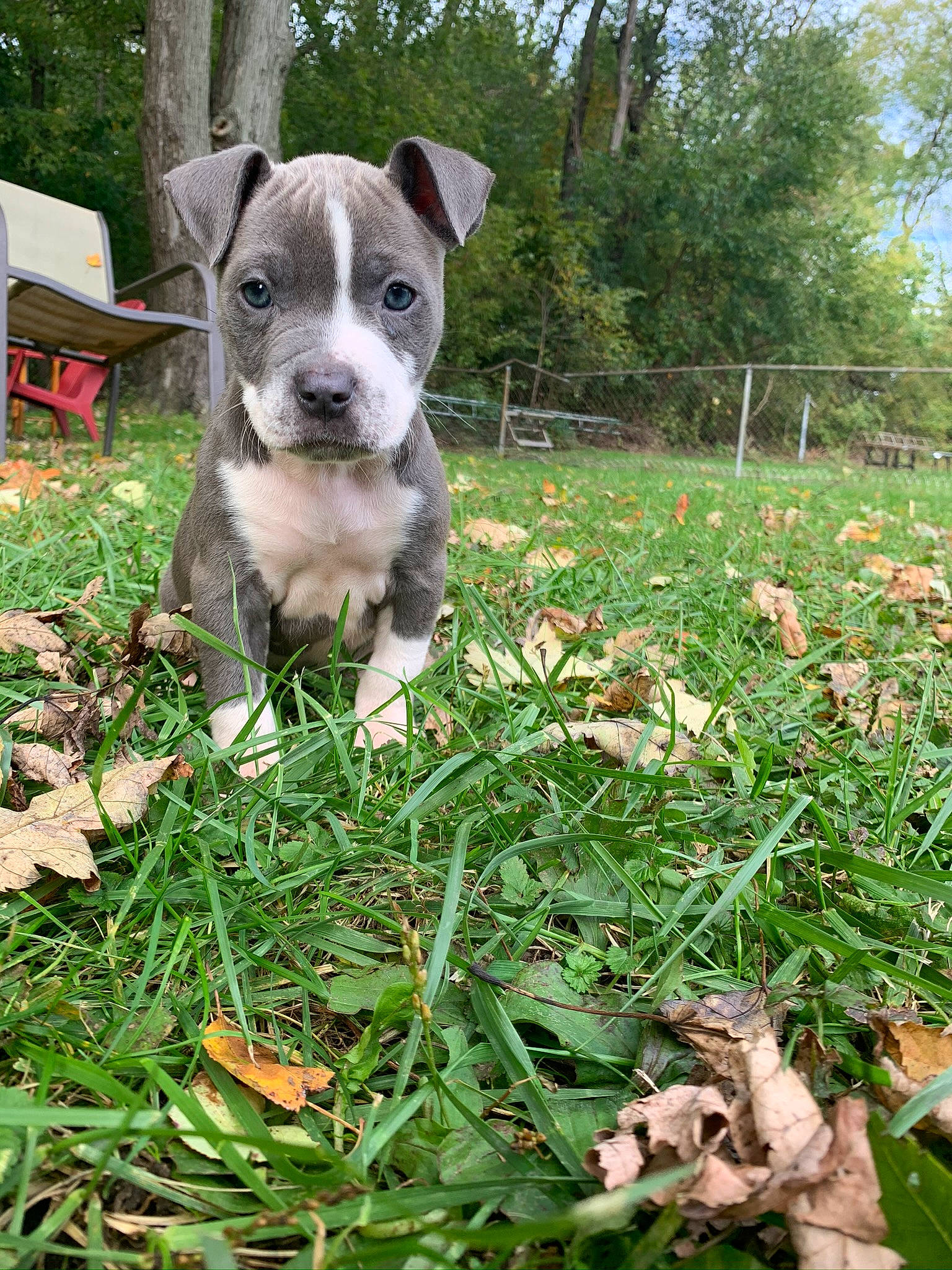 Ruby is registered to the contest to win money with this photo: bench, canidae, carnivore, collar, companion_dog, dog, dog_breed, fawn, grass, groundcover, lawn, outdoor_furniture, plant, sky, sporting_group, terrier, toy_dog, tree, whiskers, working_animal