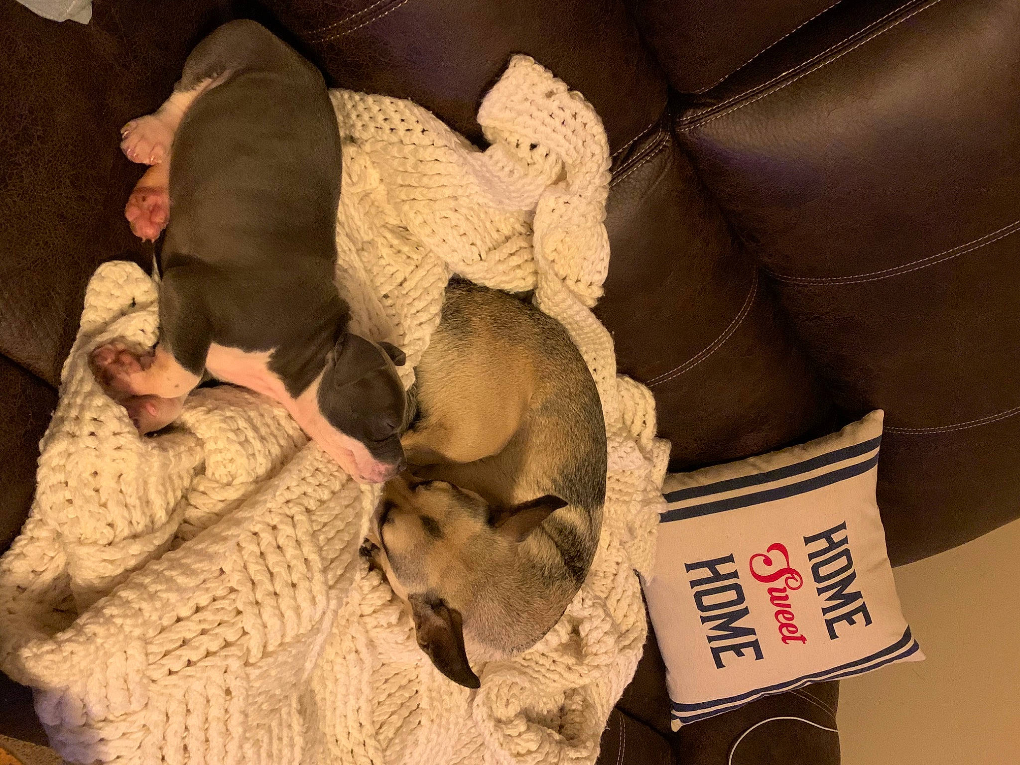 Ruby is registered to the contest to win money with this photo: bedding, blanket, brown, carmine, comfort, fashion_accessory, flooring, font, fur, gunny_sack, human_leg, linens, pattern, room, sleeve, textile, thread, tints_and_shades, wood, wool