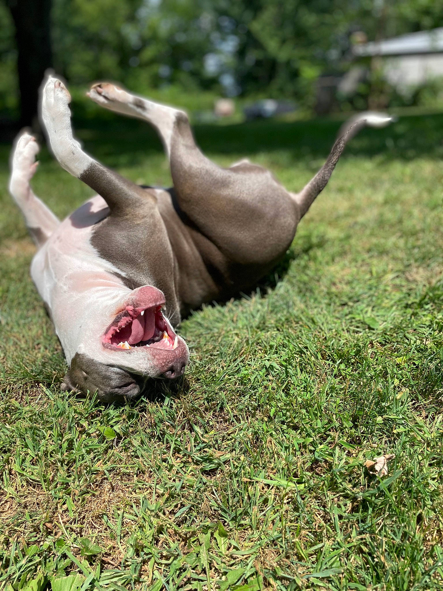 Ruby joined the competition — help win amazing prizes! adventure, barefoot, canidae, dog_breed, fawn, foot, grass, grassland, human_leg, lawn, meadow, pasture, people_in_nature, plant, recreation, snout, soil, sporting_group, terrestrial_animal, tree