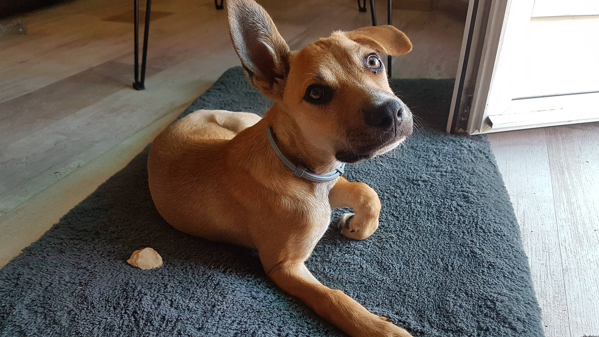 Luna participe au concours pour gagner de l'argent avec cette photo : canidae, carnivore, collar, comfort, companion_dog, dog, dog_breed, dog_supply, ear, fawn, flooring, hardwood, liver, pet_supply, snout, sporting_group, toy_dog, whiskers, wood, working_animal