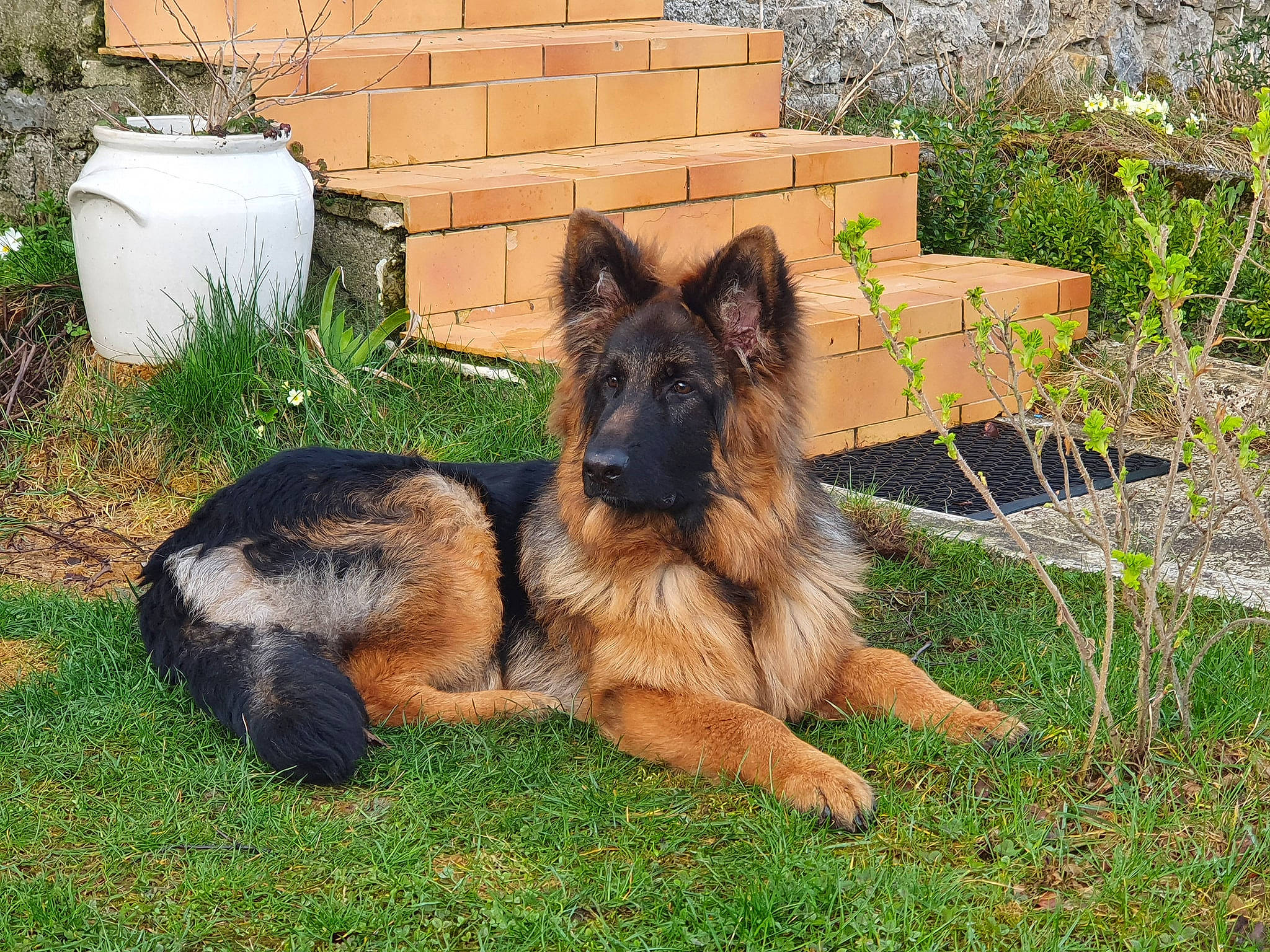 Patsch a rejoint le concours — aidez-le/la à gagner de superbes lots ! belgian_shepherd, belgian_shepherd_malinois, bohemian_shepherd, canidae, carnivore, dog, dog_breed, east_european_shepherd, german_shepherd_dog, herding_dog, king_shepherd, mammal, old_german_shepherd_dog, shiloh_shepherd_dog, tervuren, vertebrate