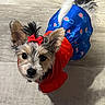 adorable, american_flag_pattern, animal, blue_skirt, companion, costume, curious, cute, dog, ears_up, fur, indoor, looking_up, outfit, pet, portrait, red_bow, shadow, small_dog, tile_floor