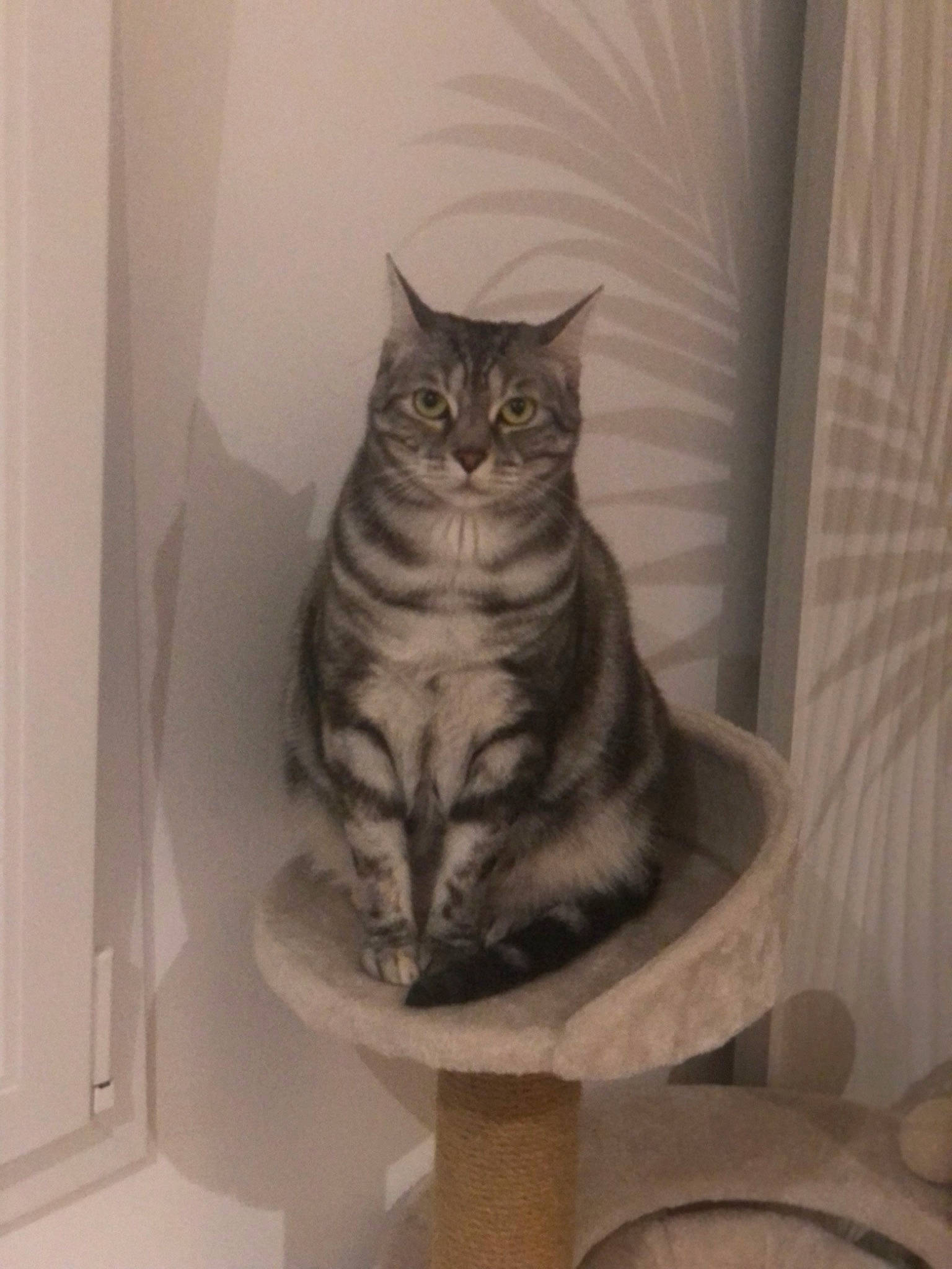 Lilou participe au concours pour gagner de l'argent avec cette photo : carnivore, cat, cat_supply, comfort, domestic_short_haired_cat, door, felidae, flooring, fur, grey, linens, paw, room, small_to_medium_sized_cats, snout, tail, whiskers, window, wood