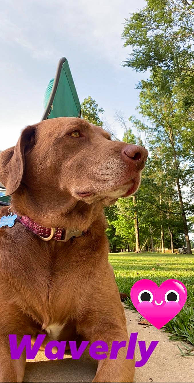 Waverly is registered to the contest to win money with this photo: brown, canidae, carnivore, collar, companion_dog, dog, dog_breed, dog_collar, fawn, heart, leash, liver, love, pet_supply, pointing_breed, snout, sporting_group, tongue, working_animal, working_dog